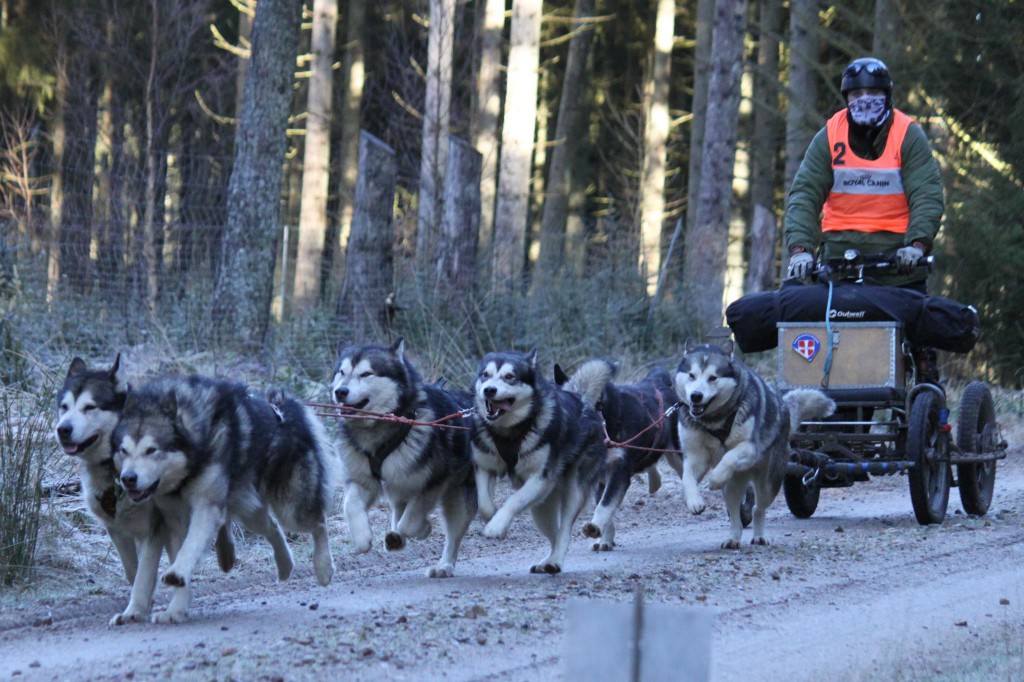 Race with 6 dogs