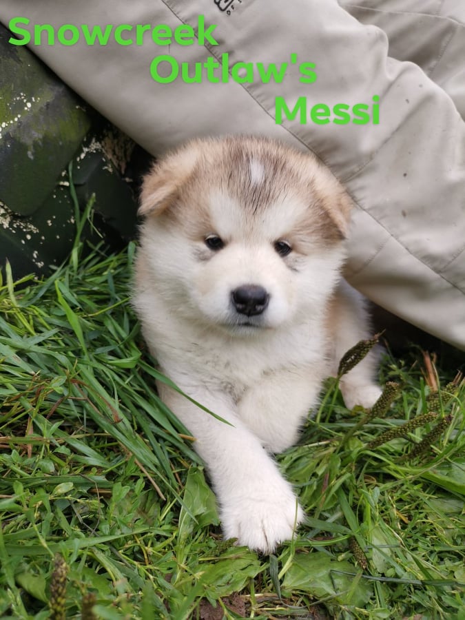 Outlaw's grøn Messi 6 weeks