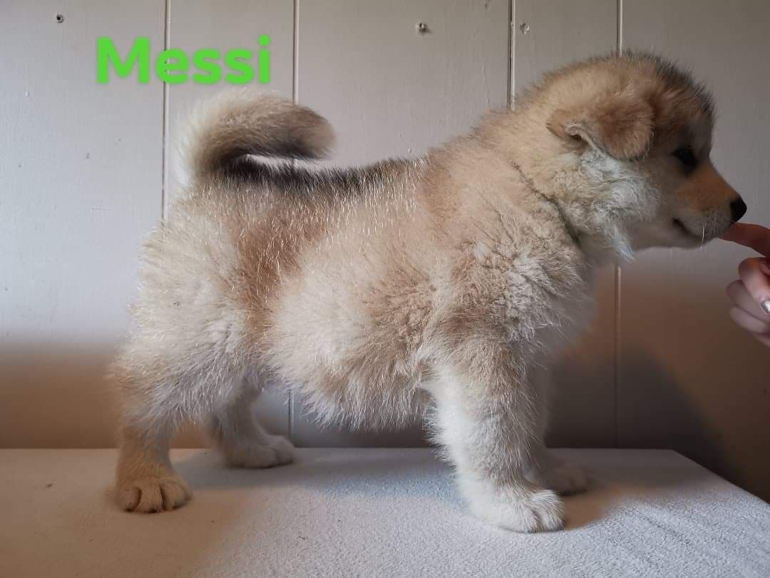 Outlaw's grøn Messi 7 weeks