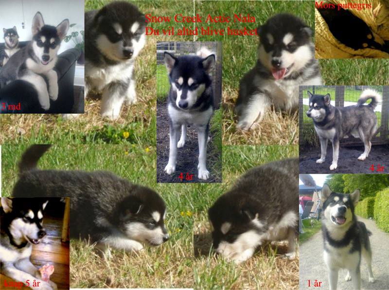 R.I.P ... Snowcreek Arctic Nala ... Sort/hvid